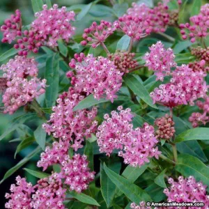 Asclepias incarnata 'Cinderella' (Swamp Milkweed) - 1 Gallon Potted Perennial