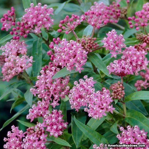Asclepias incarnata 'Cinderella' (Swamp Milkweed) - 1 Gallon Potted Perennial